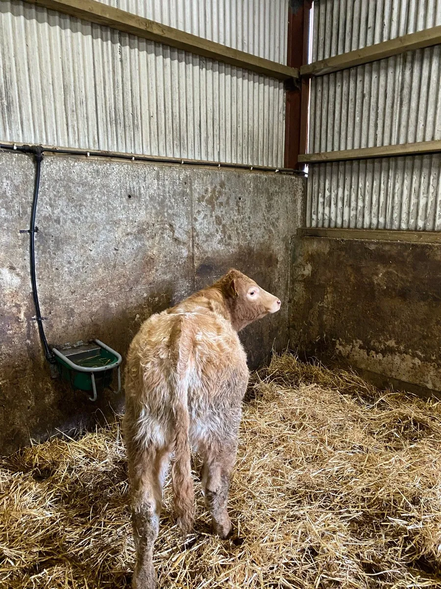 ⭐️super roan  breading heifer⭐️ - Image 3