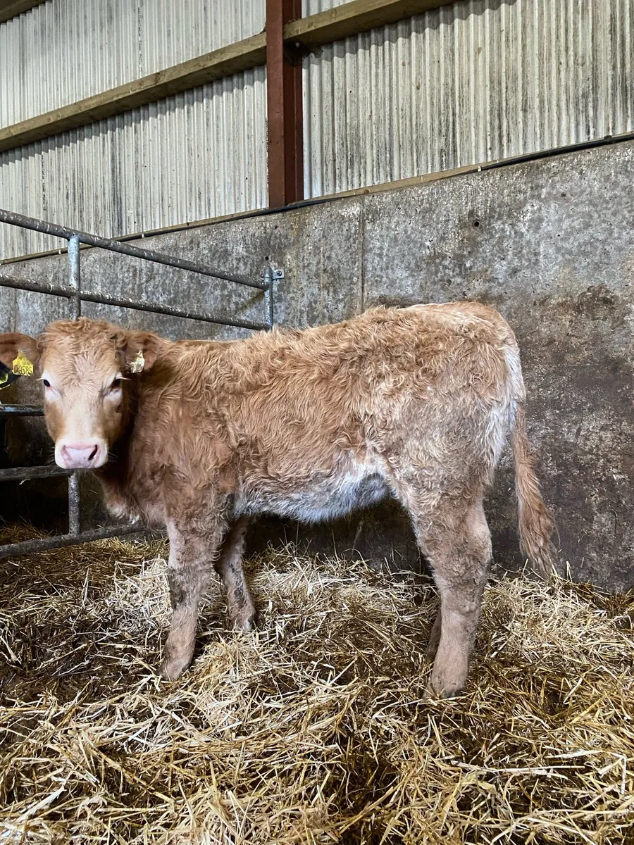 ⭐️super roan  breading heifer⭐️ - Image 4