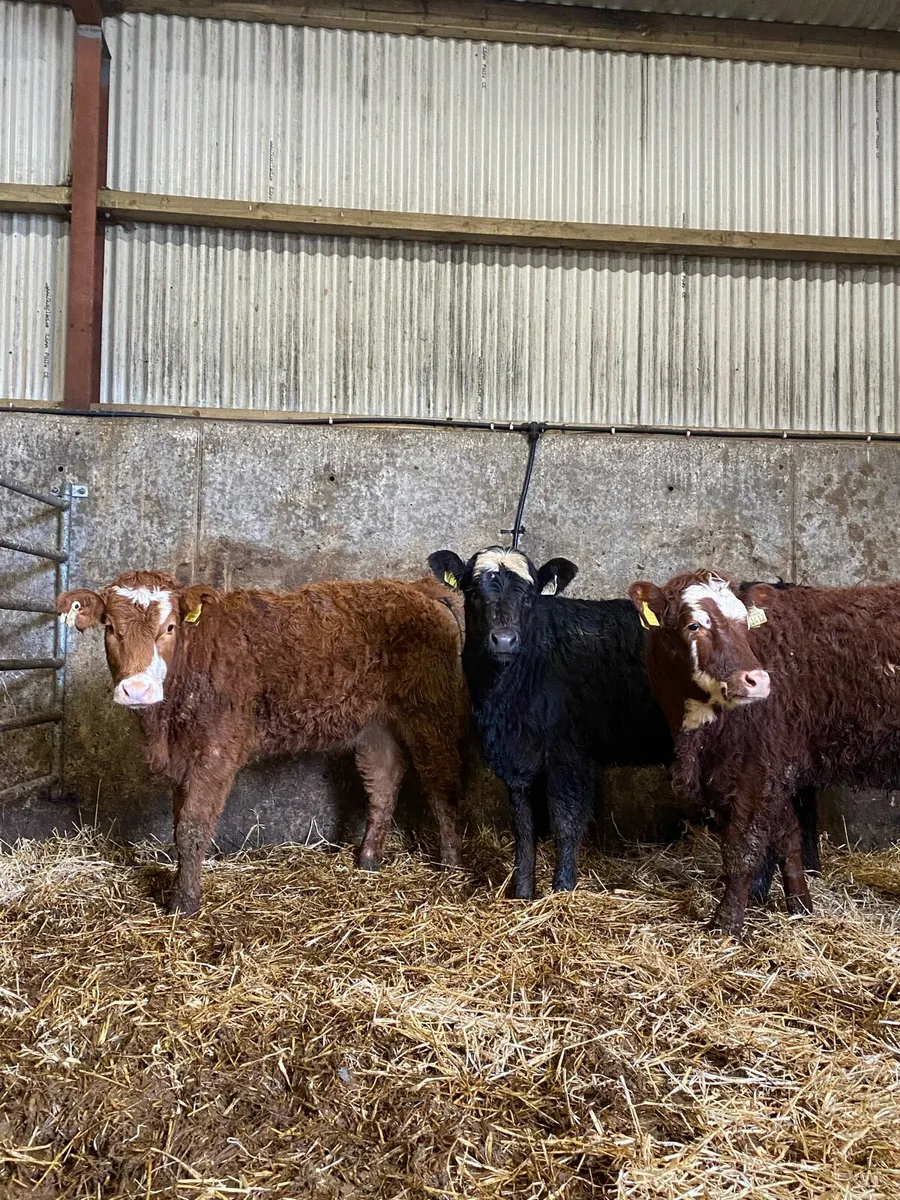 ⭐️3 super breeding heifers⭐️ - Image 1