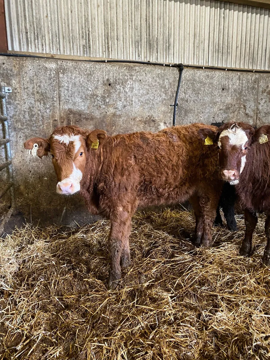 ⭐️3 super breeding heifers⭐️ - Image 4