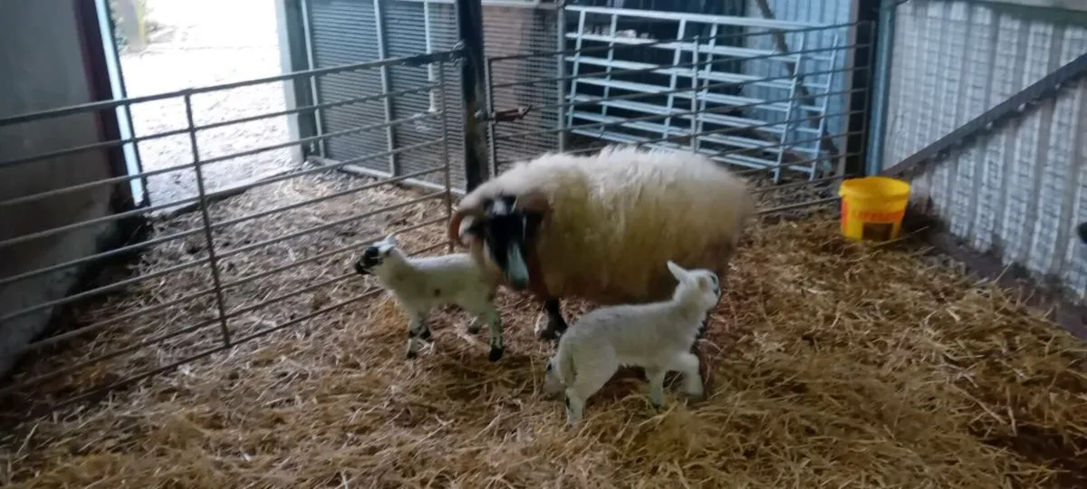 Sheep and lambs - Image 3