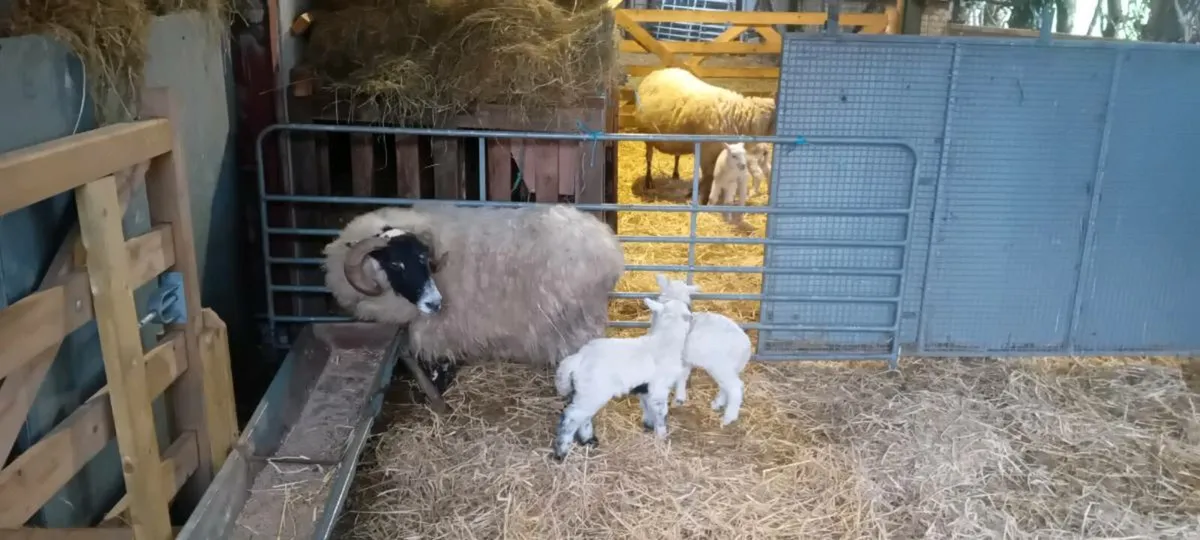 Sheep and lambs - Image 4