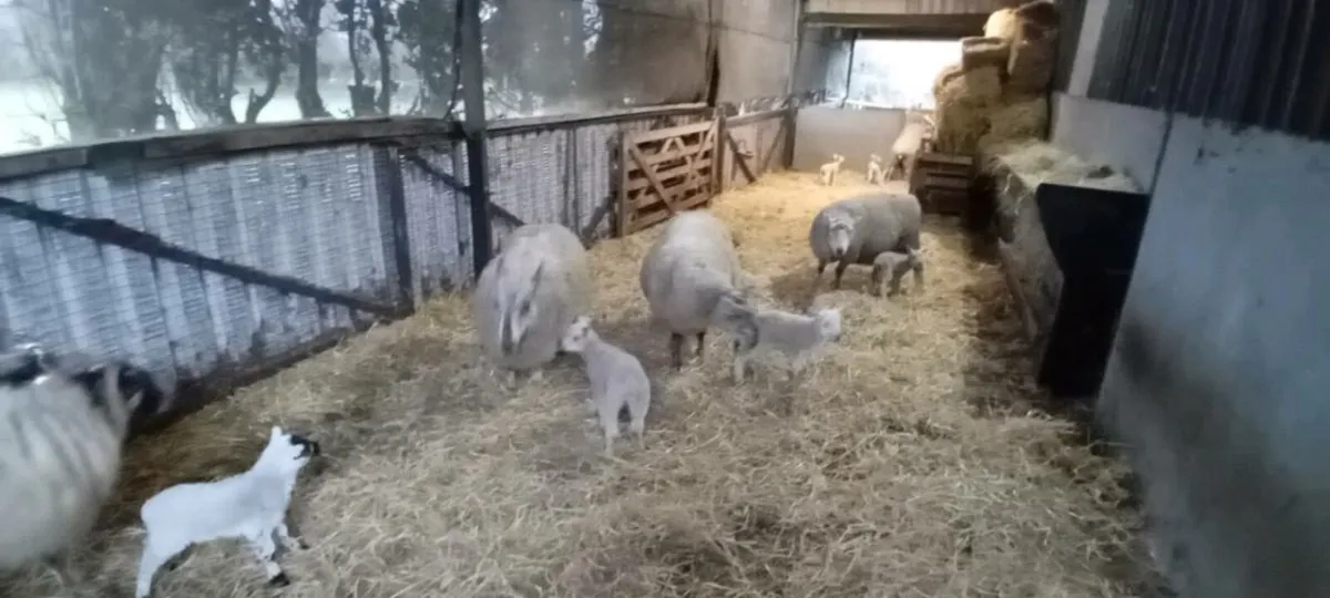 Sheep and lambs - Image 1