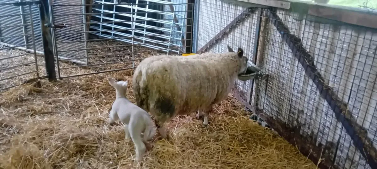 Sheep and lambs - Image 2