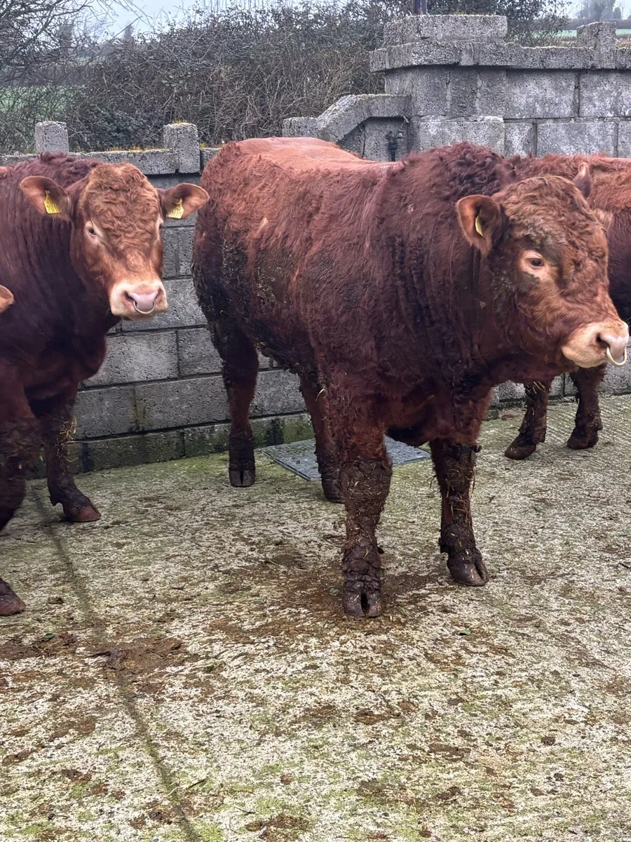 Purebred Limousin Bulls - Image 3