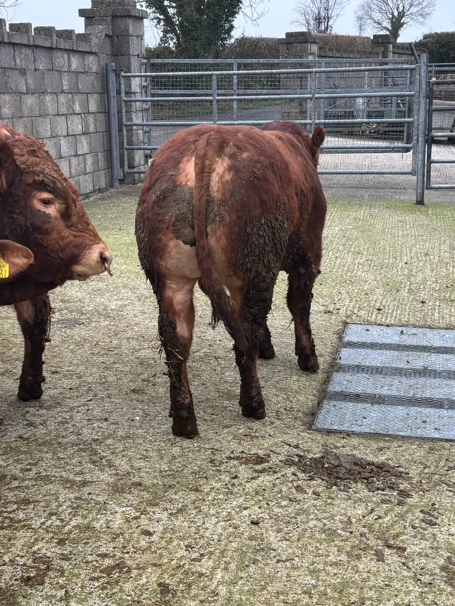 Purebred Limousin Bulls - Image 4