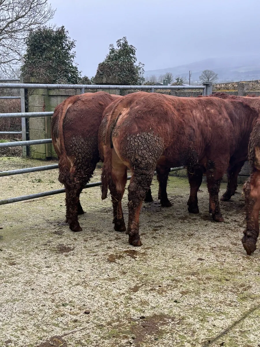 Purebred Limousin Bulls - Image 2