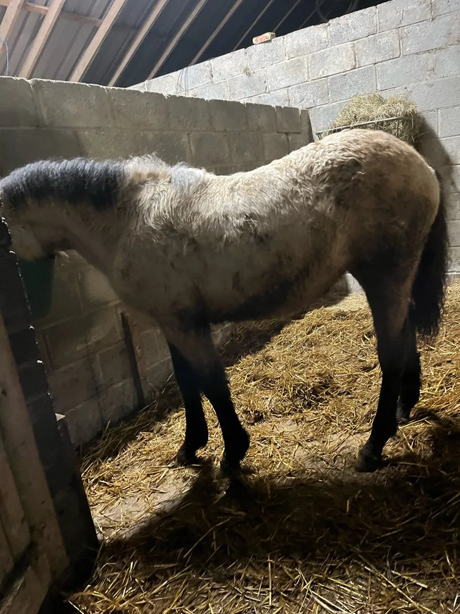 Dun Connemara Filly - Image 2