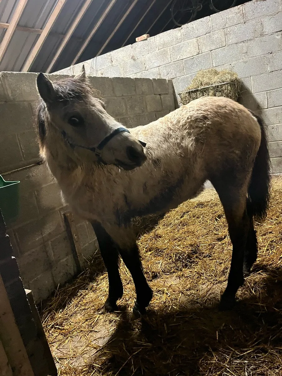 Dun Connemara Filly - Image 3