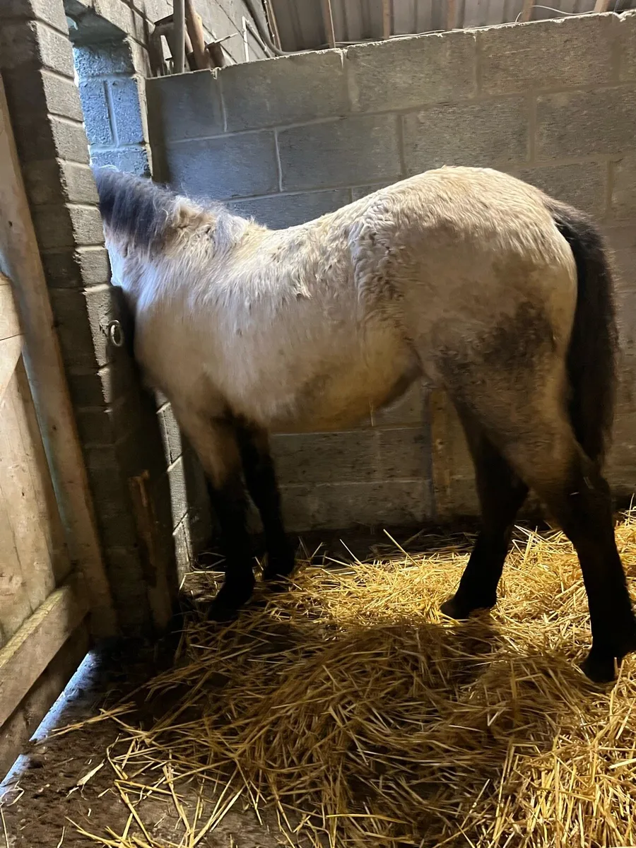 Dun Connemara Filly - Image 4