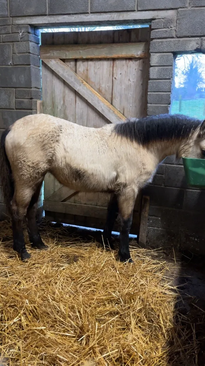 Dun Connemara Filly - Image 1