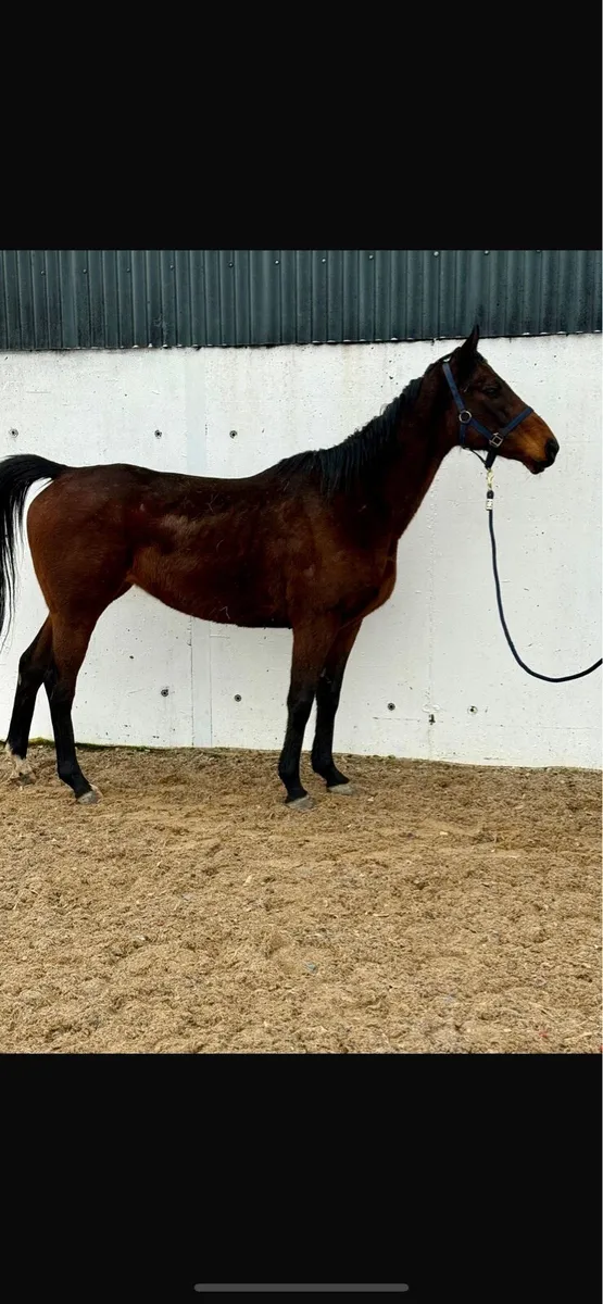 Family mare - Image 1