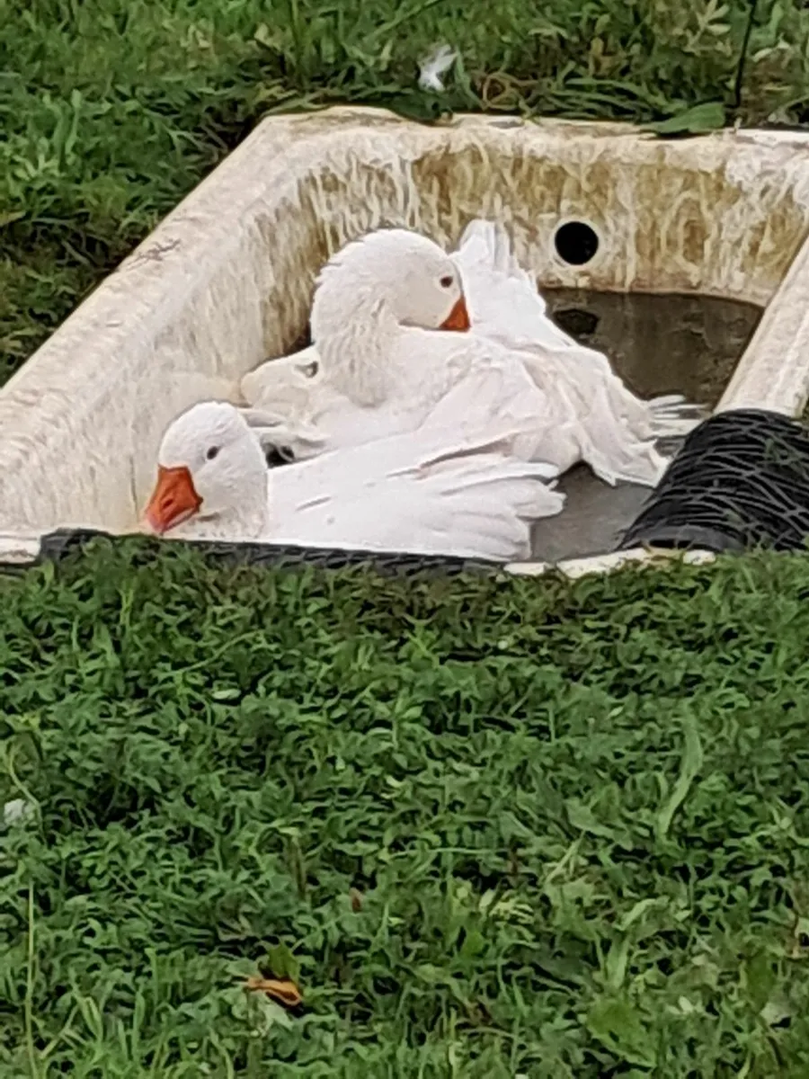 Sebastopol goose hatching eggs - Image 3