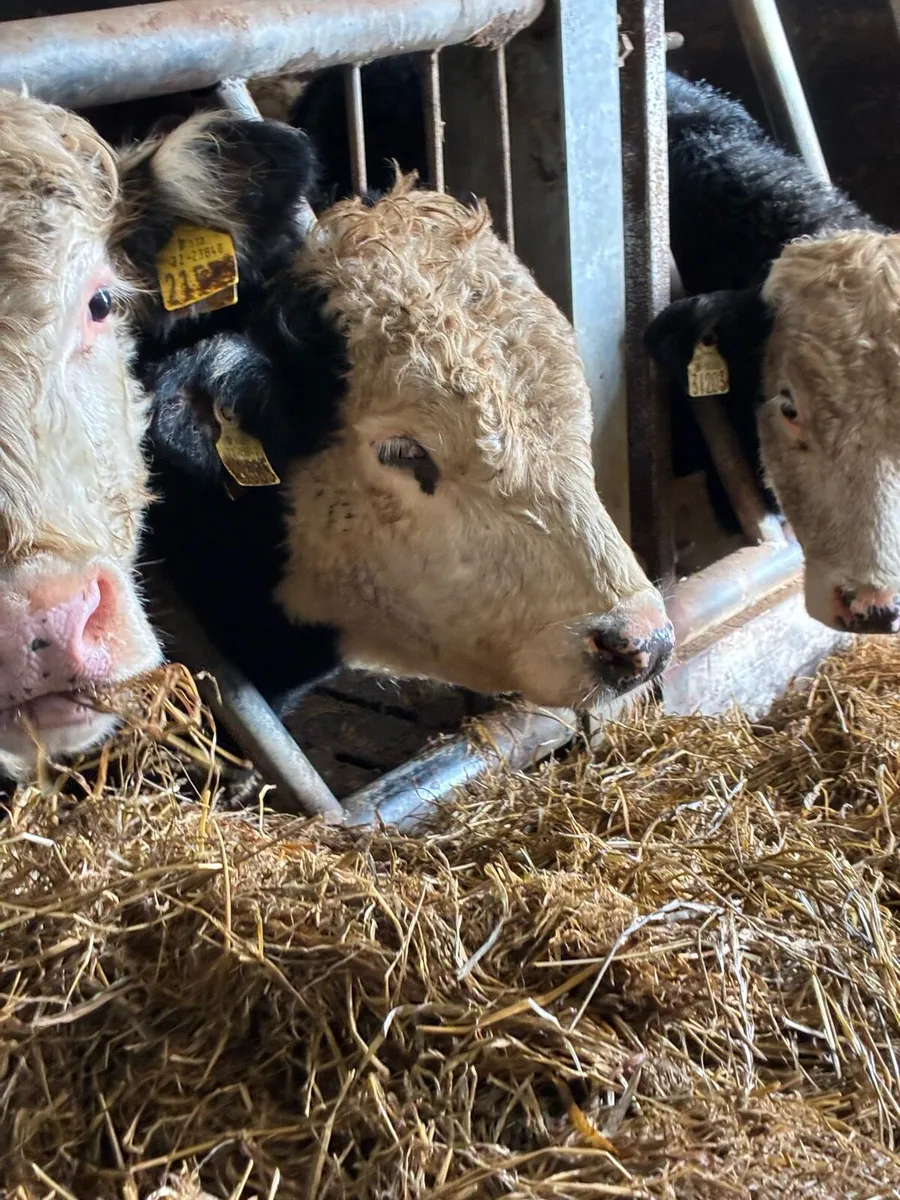 20 SUPER QUALITY HEX BULLOCK WEANLINGS 320/330KG - Image 4