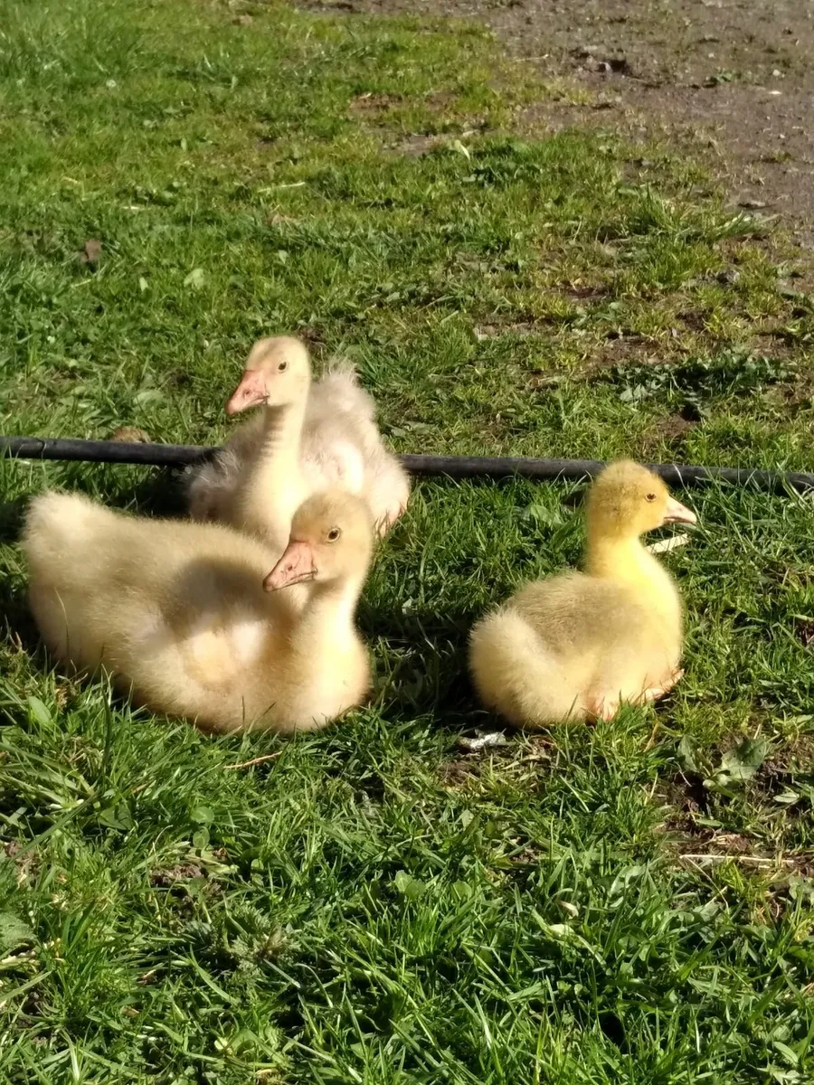 Sebastopol goose hatching eggs - Image 4