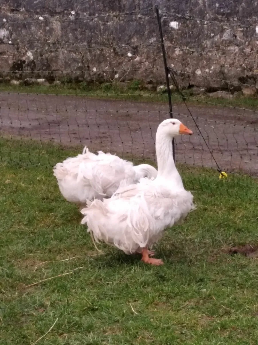 Sebastopol goose hatching eggs - Image 2
