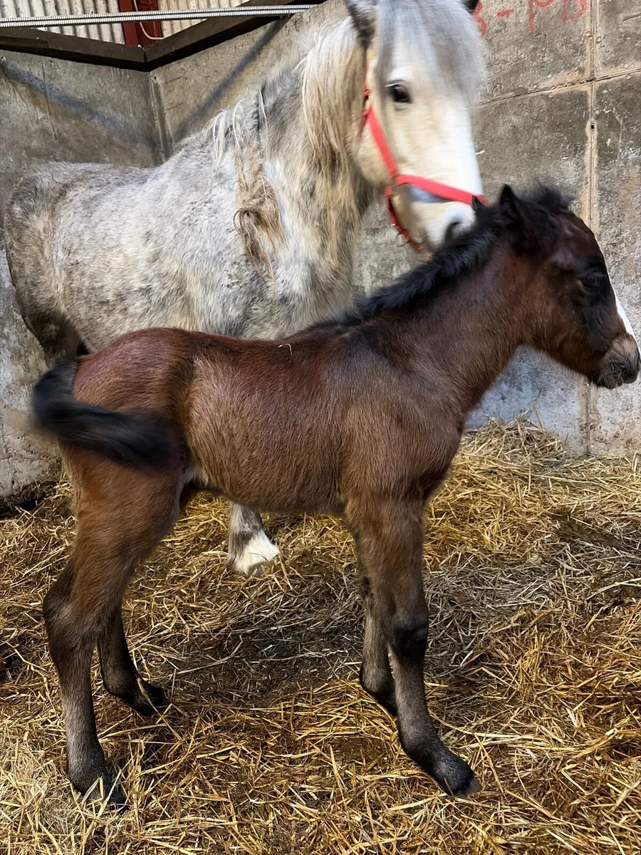 Foster foal - Image 1