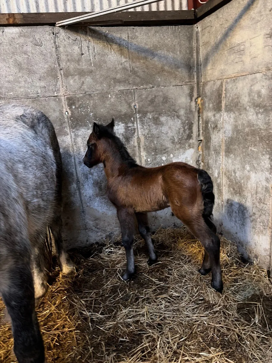 Foster foal - Image 2
