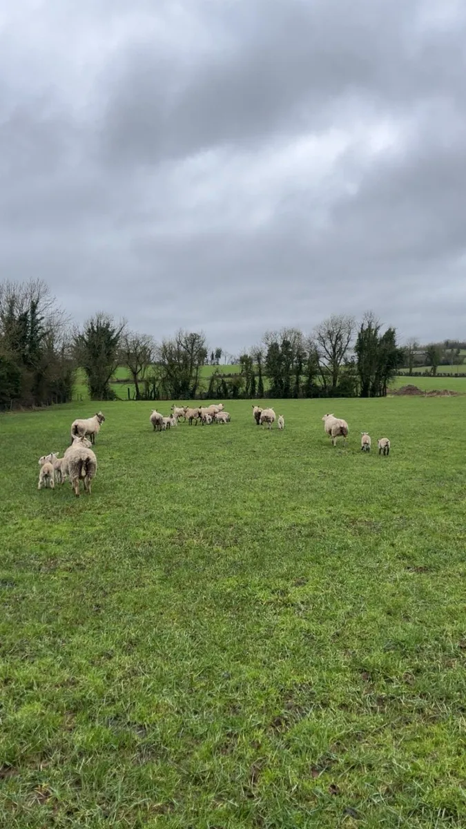 Ewes and lamb - Image 1