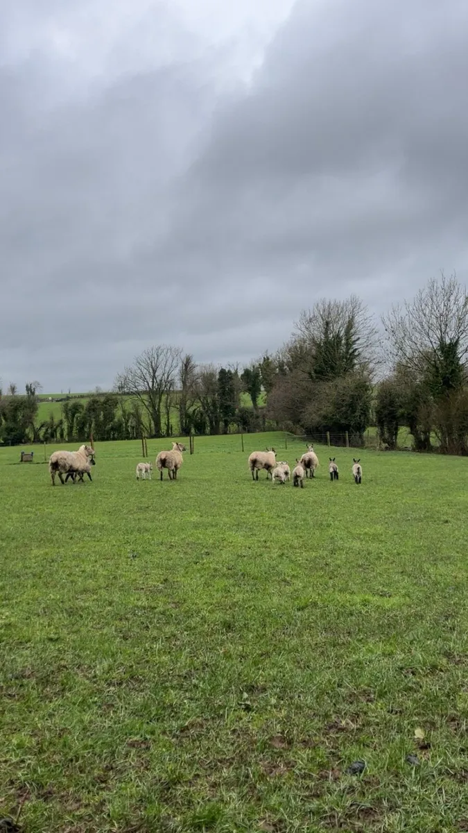 Ewes and lamb - Image 2