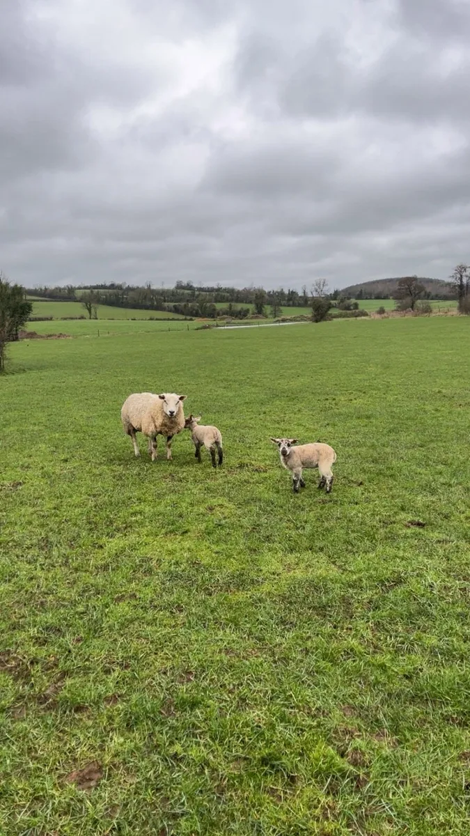 Ewes and lamb - Image 3