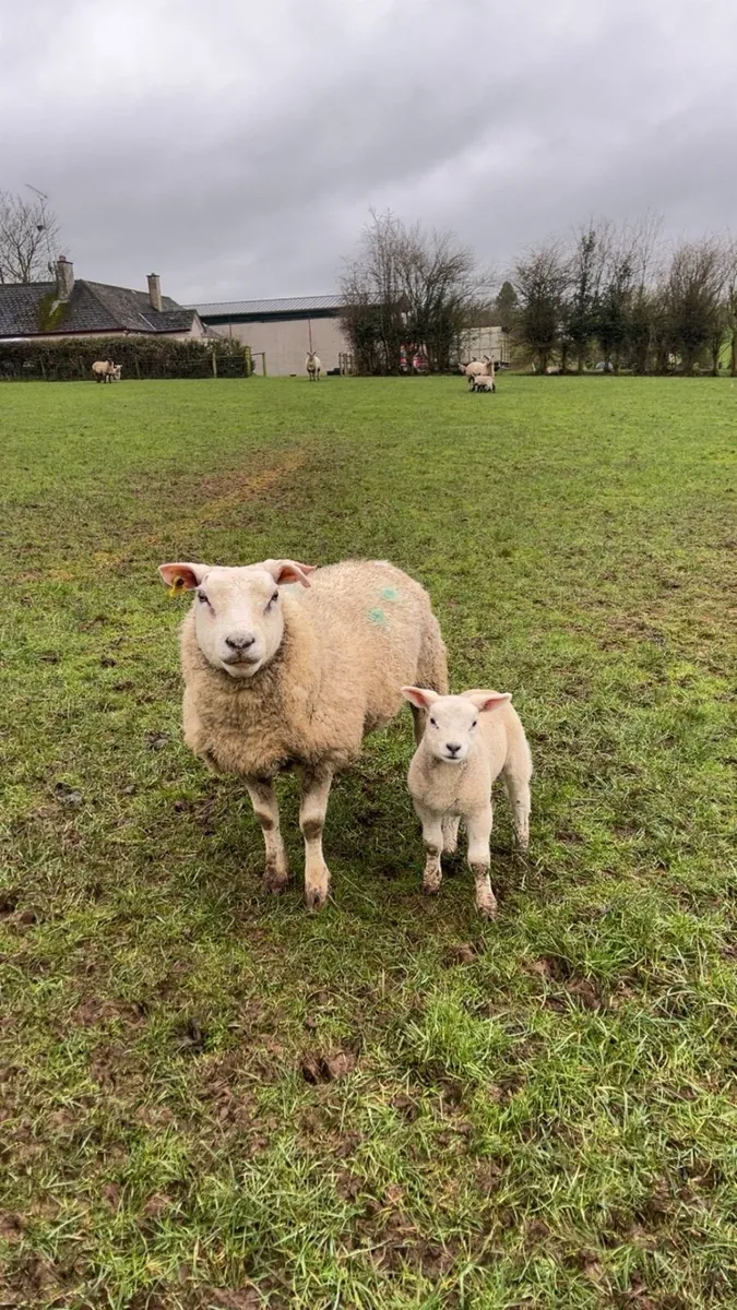 Ewes and lamb - Image 4