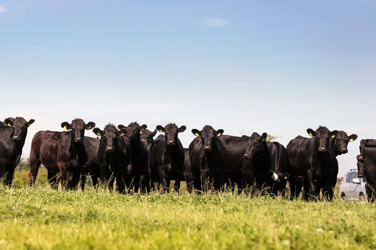 All Types Of TB Restricted Cattle - Image 1