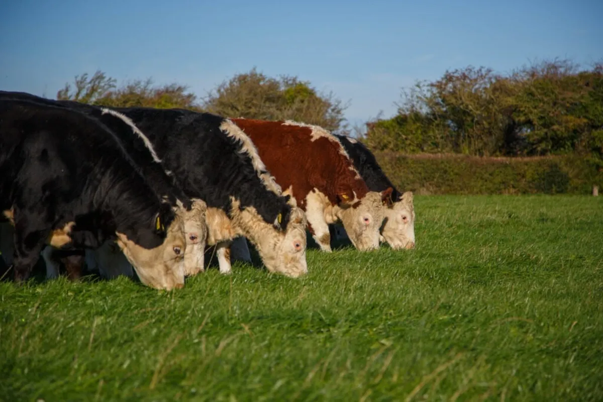 All Types Of TB Restricted Cattle - Image 3