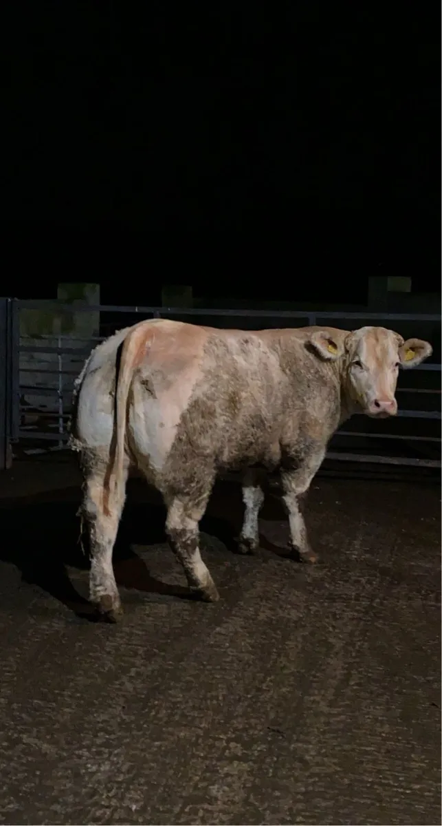 All Types Of TB Restricted Cattle - Image 4