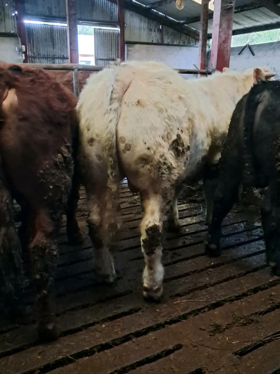 Pbr charolais bull - Image 3