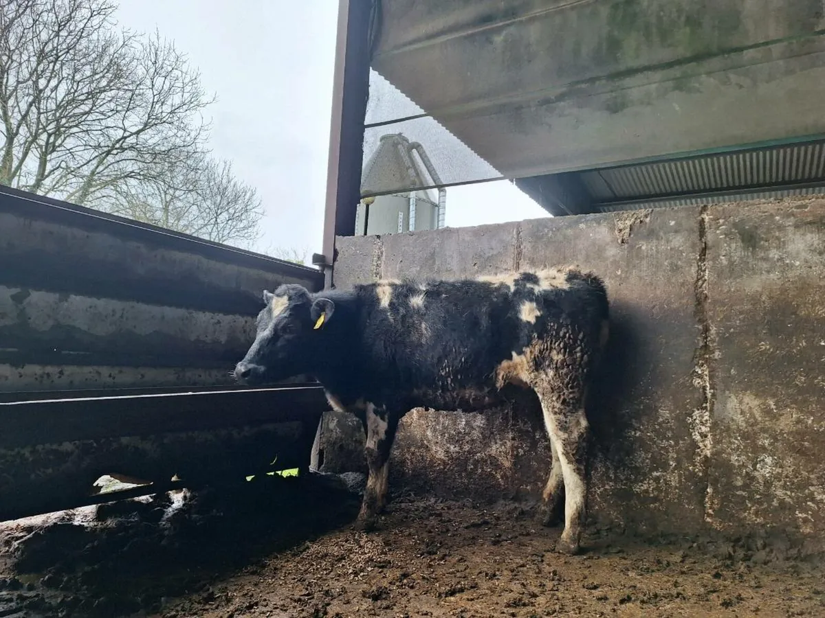 Belgian blue heifers - Image 1