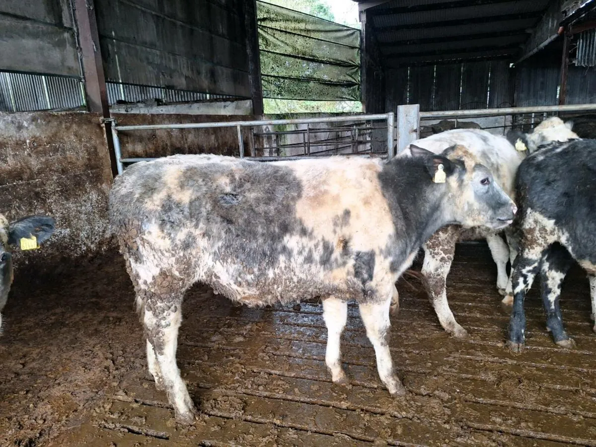 Belgian blue heifers - Image 2