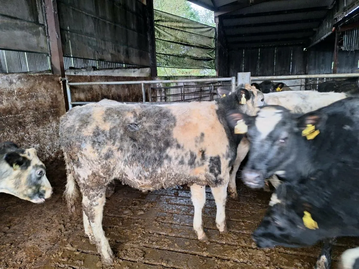 Belgian blue heifers - Image 4