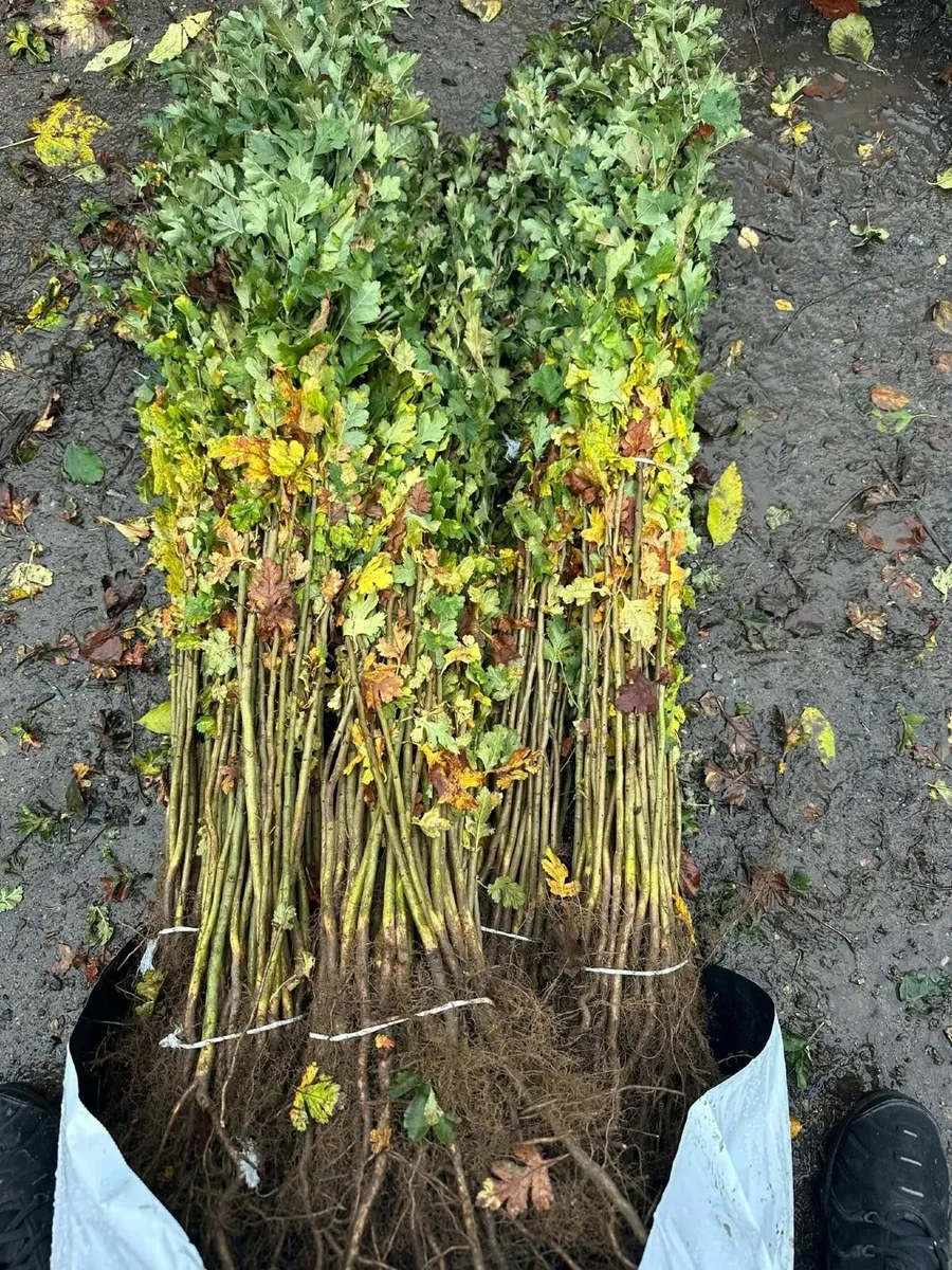 Whitethorn hedging countrywide free delivery