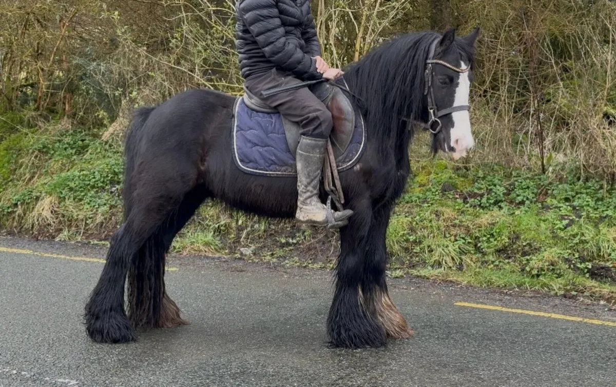 Begginers pony - Image 1