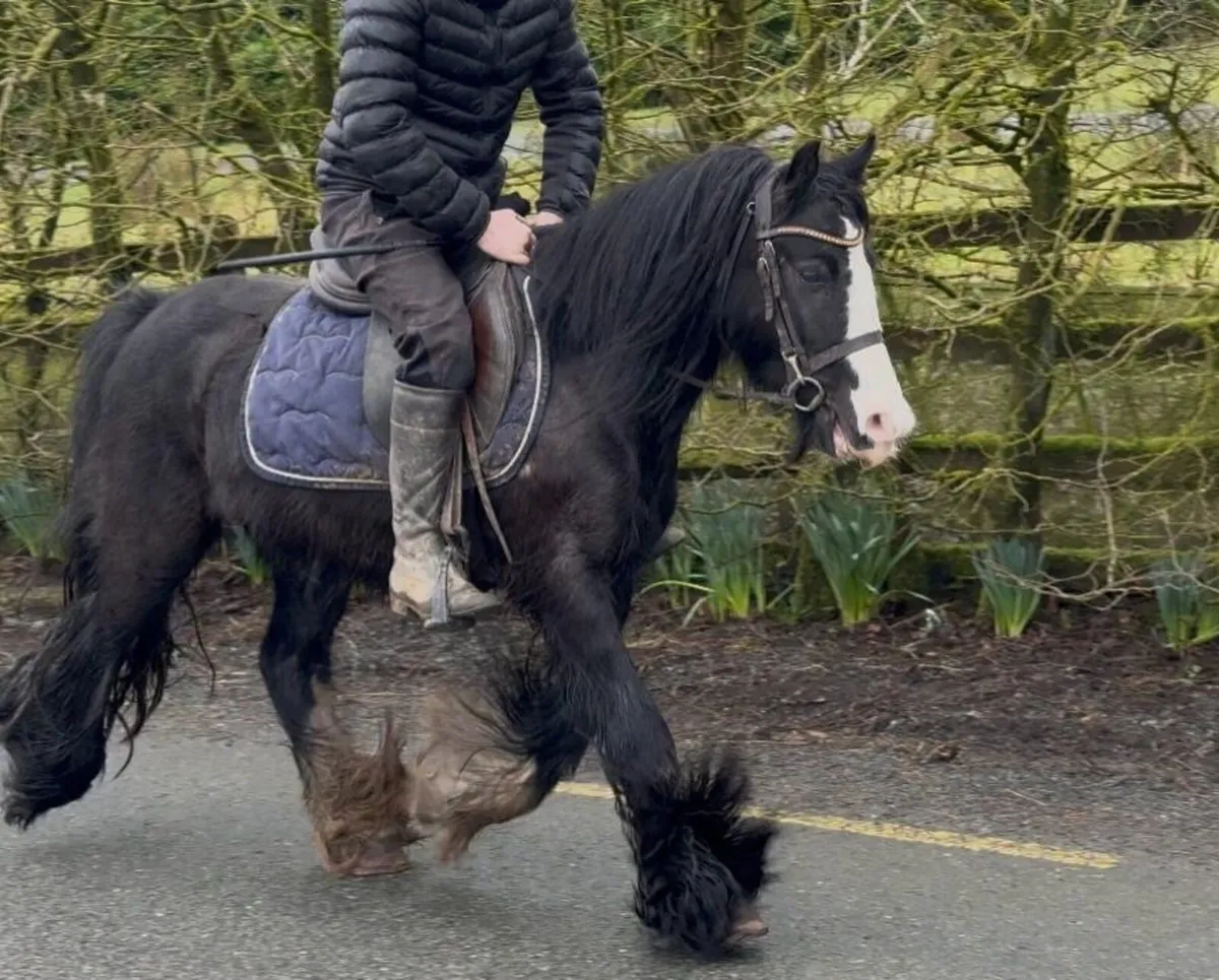 Begginers pony - Image 4