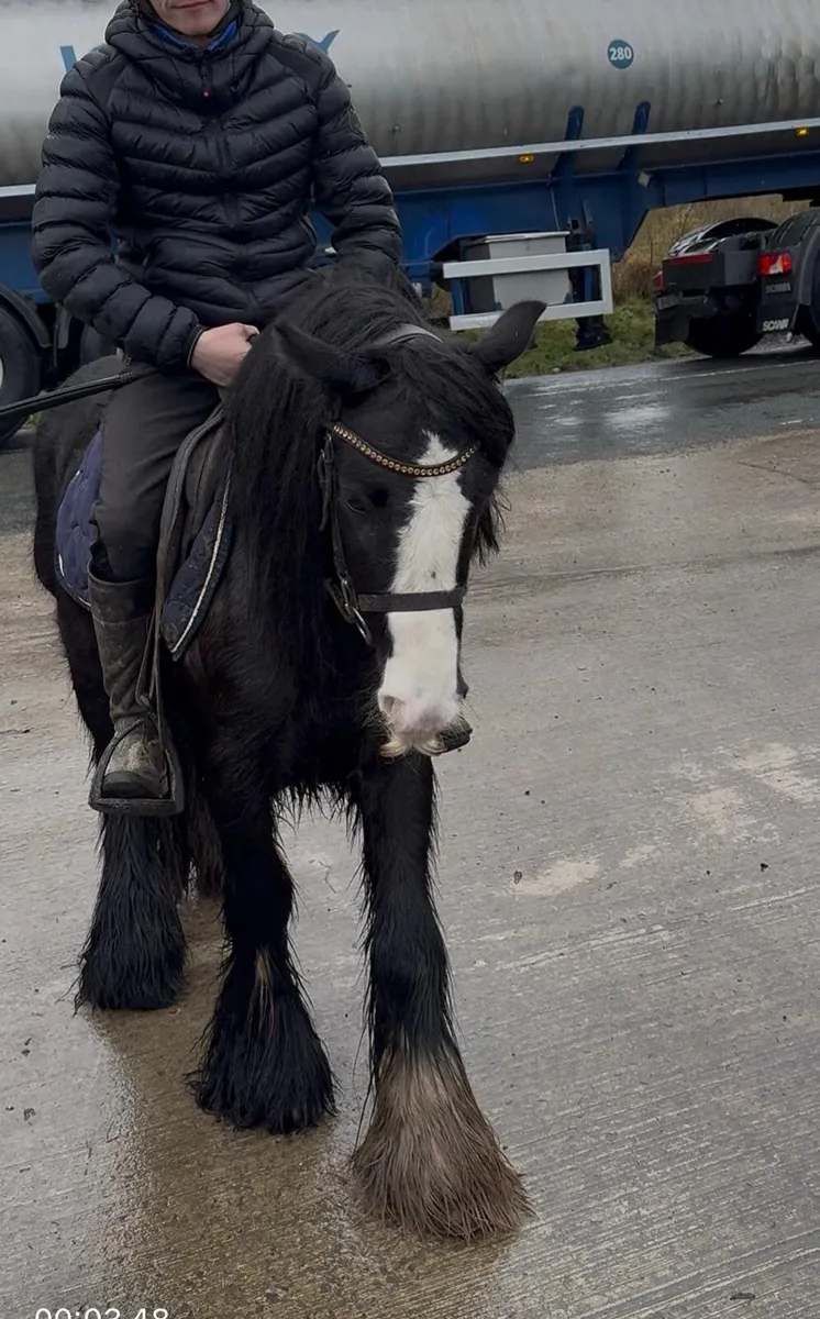 Begginers pony - Image 2