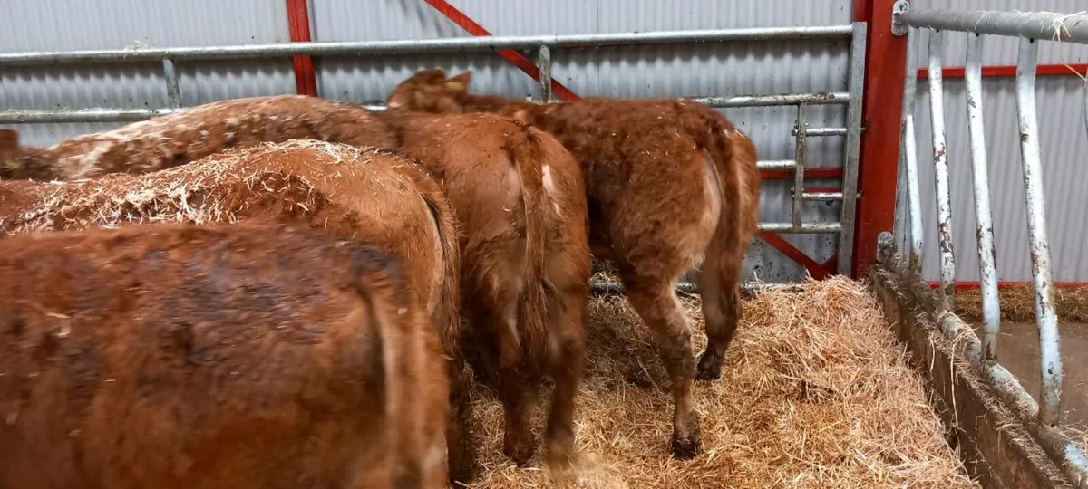 Lim heifers - Image 1