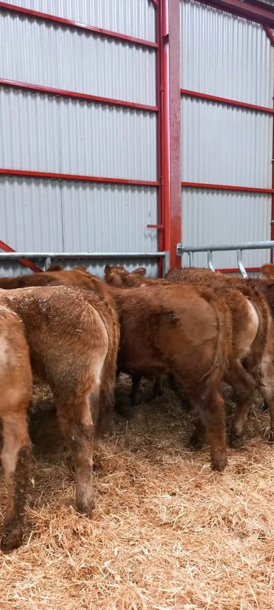 Lim heifers - Image 2
