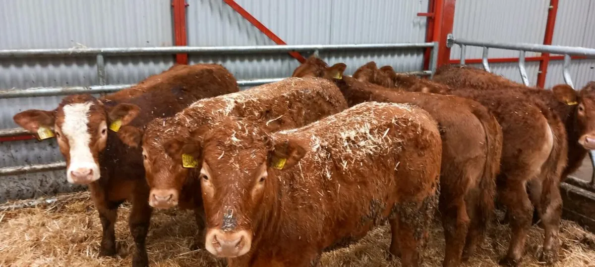 Lim heifers - Image 3