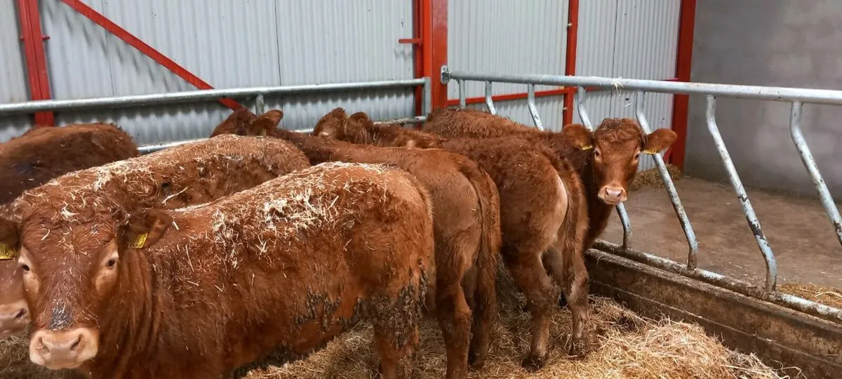 Lim heifers - Image 4