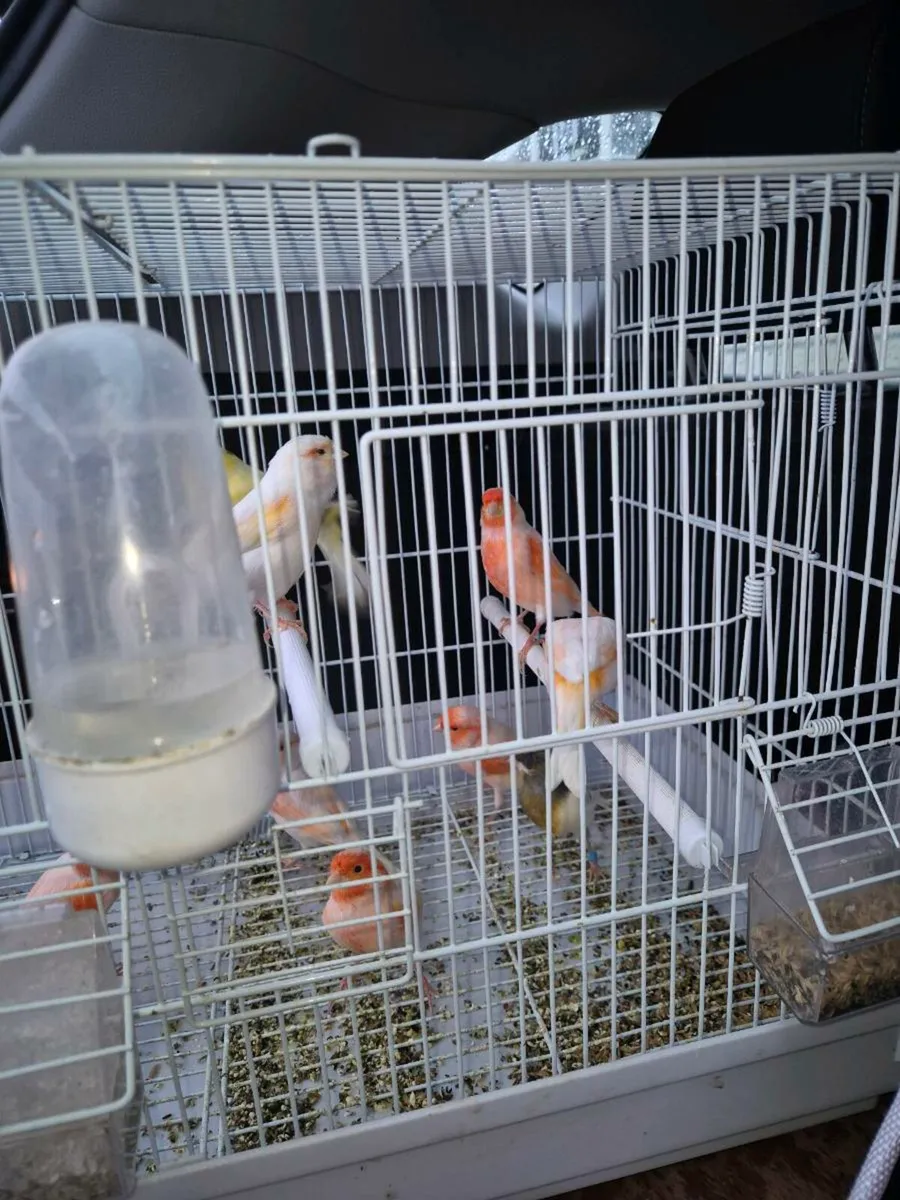 Birds and cages - Image 1