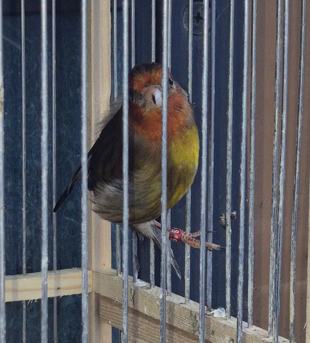 Birds and cages - Image 3