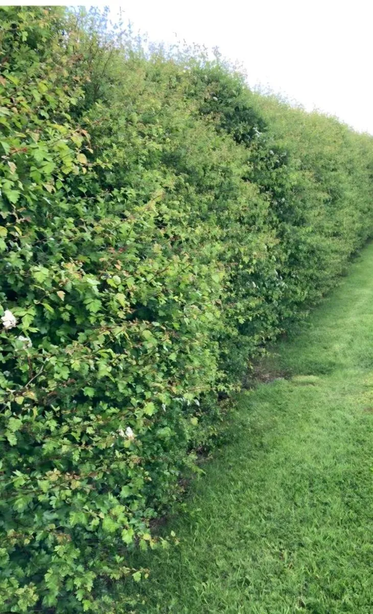 Native whitetorn and Hazel for sale - Image 1