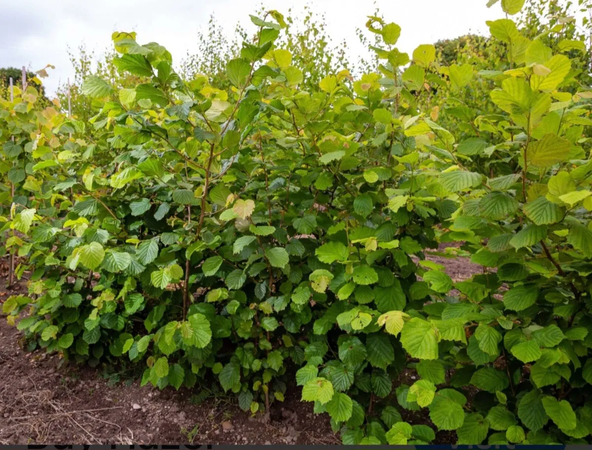 Native whitetorn and Hazel for sale - Image 2