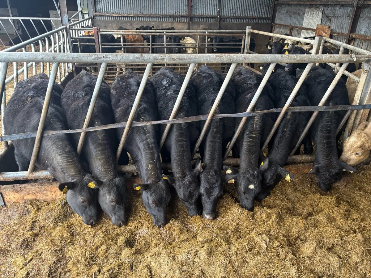 AA Weanling heifers - Image 1