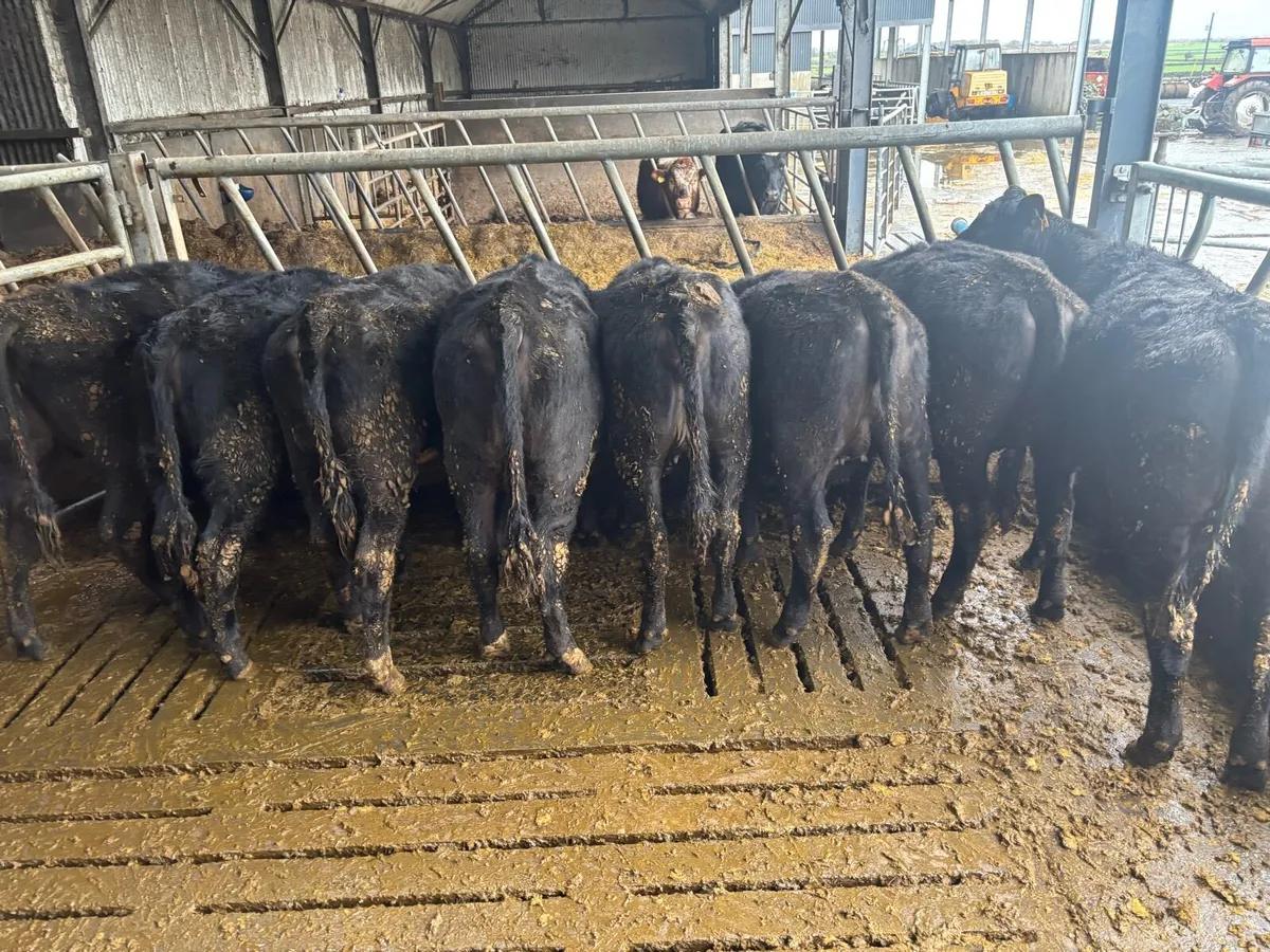 AA Weanling heifers - Image 2