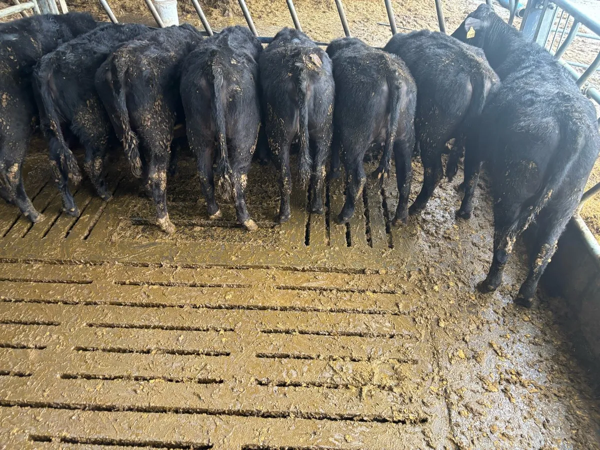 AA Weanling heifers - Image 3