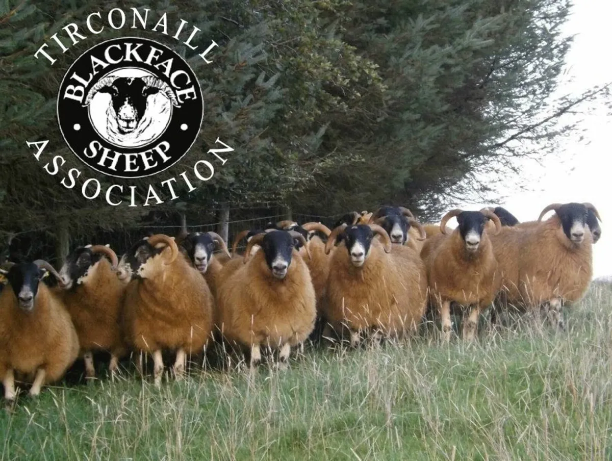 Tirconaill Blackface Sheep Breeders Association - Image 1