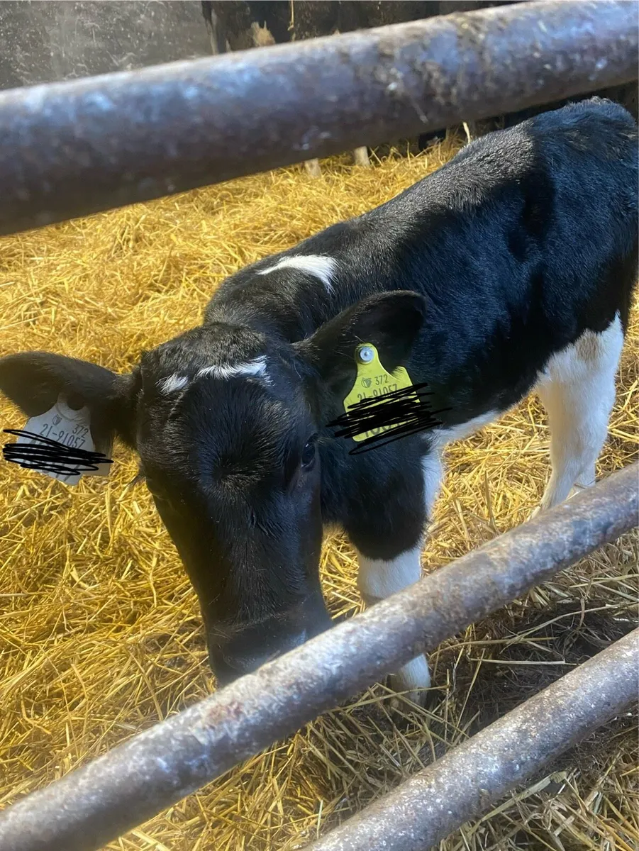 Friesian Heifer Calves - Image 1